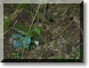 2011-05-01-BALADE-STE GENEVIEVE-013.jpg